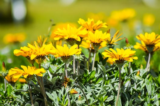 Dimorphotheca sinuata flowerbed in a meadow on the island of Crete