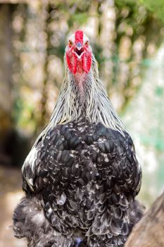 The Plymouth Rock Barré, gray hen, looks at us with a nasty look