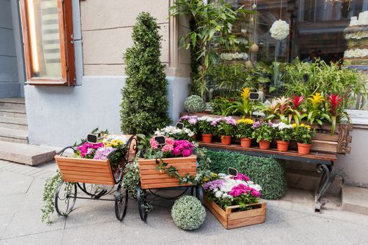 Potted flowers on showcase near the flower shop. Spring sale of hydrangeas, cyclamen, chrysanthemums. Moscow, Russia.