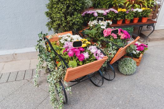 Potted flowers on showcase near the flower shop. Spring sale of hydrangeas, cyclamen, chrysanthemums. Moscow, Russia.