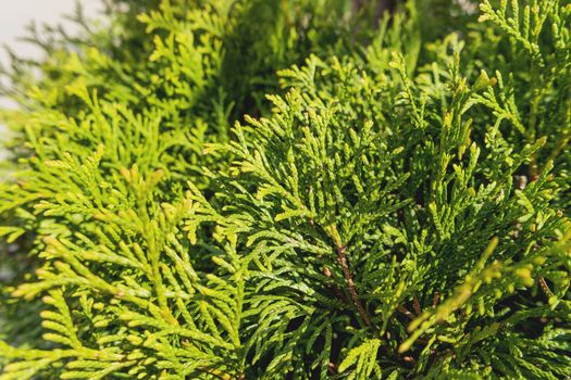 Natural background with thuja needles. Close up photo in sunny day.