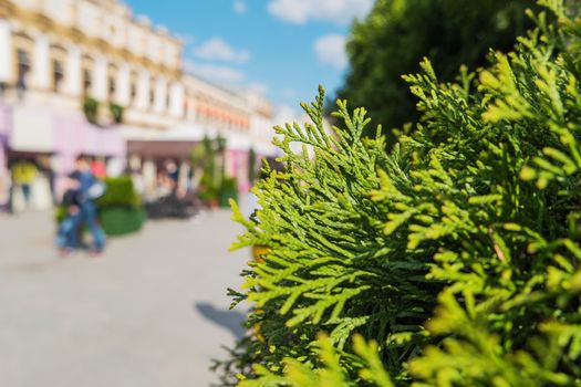 Thuja tree on the street. Close up photo in sunny day. Moscow, Russia.