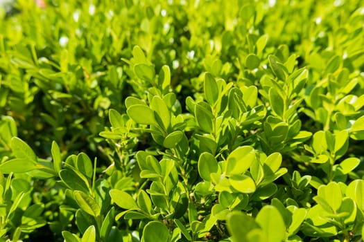 Natural background with Buxus (Boxtree, boxwood). Close up photo in sunny day.