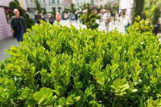 Natural background with Buxus (Boxtree, boxwood). Close up photo in sunny day. Street decoration with plants.