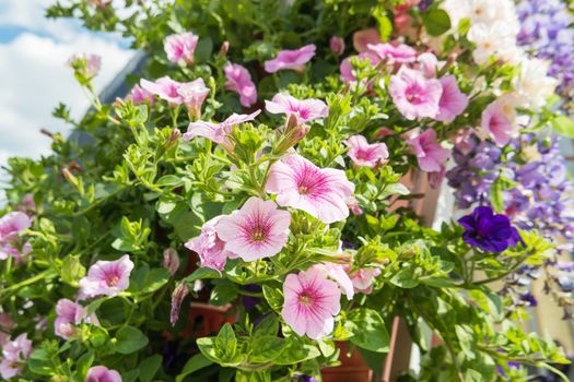 Potted flowers of petunia. Street decoration of plants and colorful flowers. Moscow, Russia.