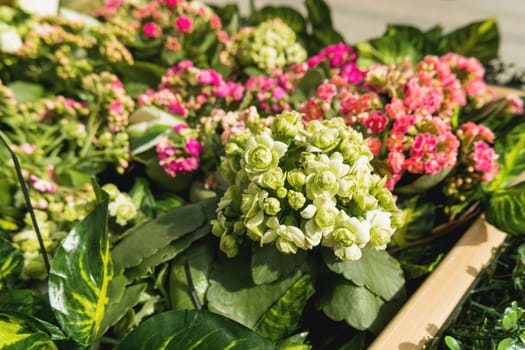 Potted flowers of Kalanchoe. Street decoration with plants and flower compositions. Moscow, Russia.