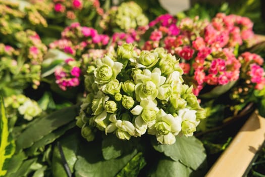 Potted flowers of Kalanchoe. Street decoration with plants and flower compositions. Moscow, Russia.