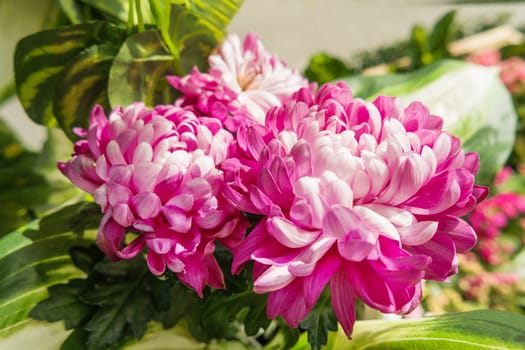 Potted flowers of chrysanthemum. Street decoration with plants and flowers. Moscow, Russia.