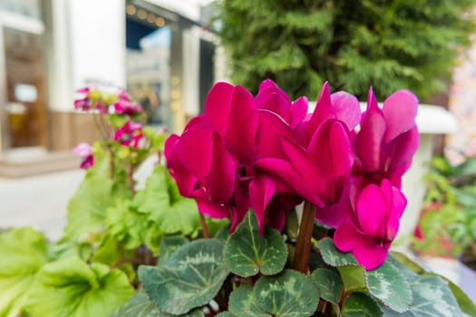 Potted flowers of cyclamen. Street decoration of flowers and plants. Moscow, Russia.