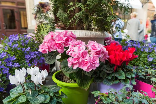 Potted flowers of pink azalea. Street decoration with plants and flower compositions. Moscow, Russia.