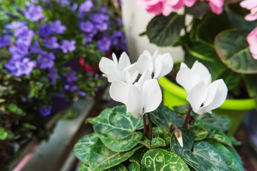Potted flowers of cyclamen. Street decoration of flowers and plants. Moscow, Russia.