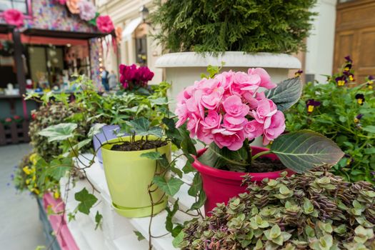 Potted flowers of pink azalea. Street decoration with plants and flower compositions. Moscow, Russia.