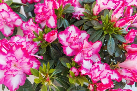 Potted flowers of pink azalea. Street decoration with plants and flower compositions. Moscow, Russia.