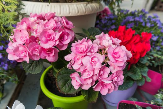 Potted flowers of pink azalea. Street decoration with plants and flower compositions. Moscow, Russia.