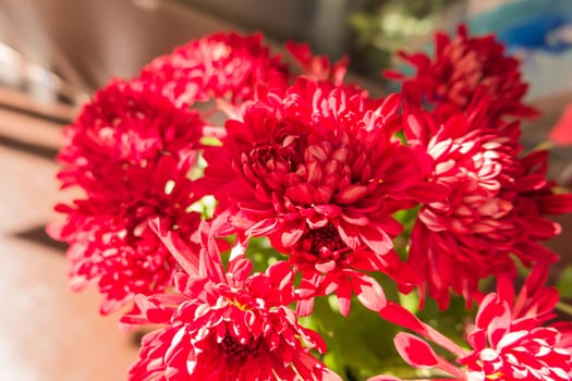 Potted flowers of chrysanthemum. Street decoration with plants and flowers. Moscow, Russia.