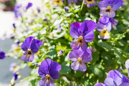 Potted flowers of garden pansy. Street decoration of plants and colorful flowers. Moscow, Russia.