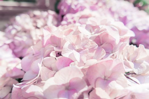 Potted flowers of hydrangeas. Street decoration. Natural background. Moscow, Russia.