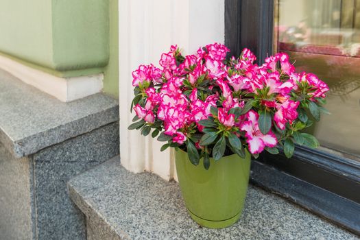 Potted flowers of pink azalea. Street decoration with plants and flower compositions. Moscow, Russia.