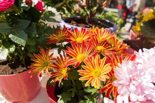 Potted flowers of chrysanthemum. Street decoration with plants and flowers. Moscow, Russia.