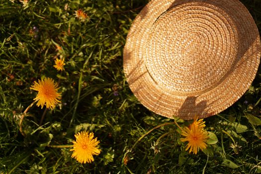 Spring Landscape with dandelions. Yellow flowering meadow. Nature background. Garden with straw hat. Flowers.