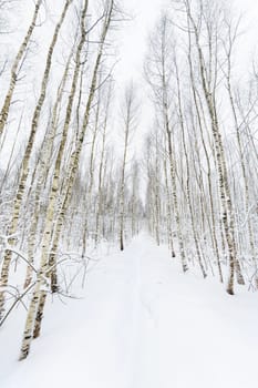 Winter forest. Snowy wood captured with Fish-Eye lens. Path between trees.