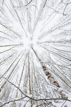 Winter forest. Snowy wood captured with Fish-Eye lens. Bottom view.