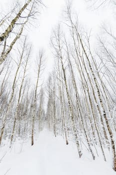 Winter forest. Snowy wood captured with Fish-Eye lens. Path between trees.