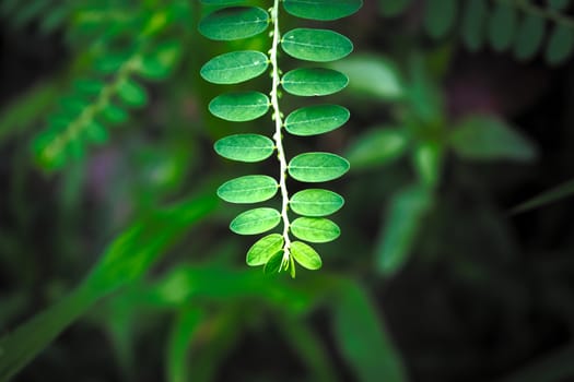 branch of a small plant with series of small green leaves in rows.