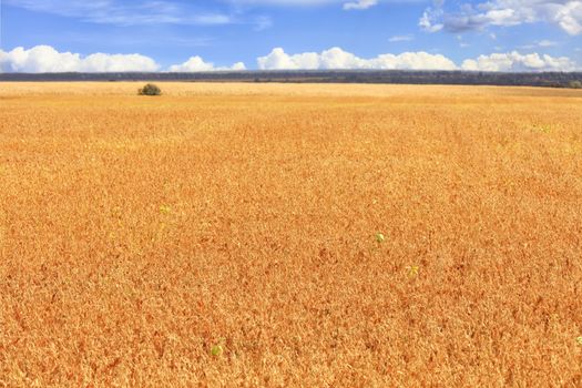 Beautiful rural landscape of a bright orange field of ripe beans growing in autumn against a blue cloudy sky.