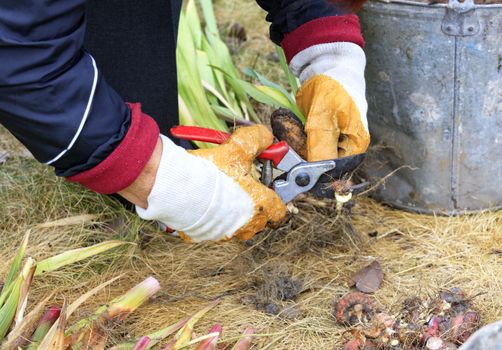 A farmer prunes the flower bulbs of gladioli with a garden pruner to save for next spring in the home garden.