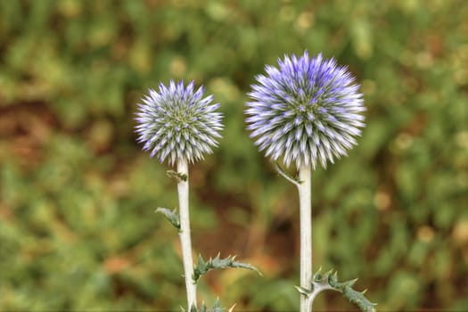 Beautiful and unusual round flowers of thorns of spherical shape of lilac color on a green grass background in blur.