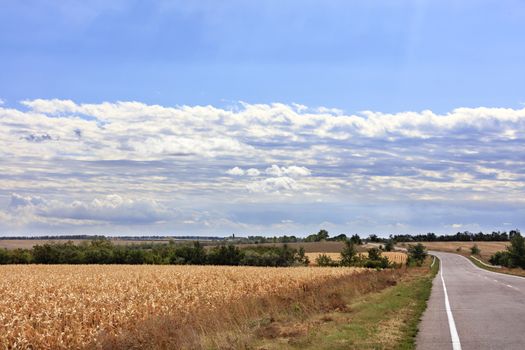 Rural empty street landscape near a corn field on an autumn day with a bright beautiful cloudy sky.