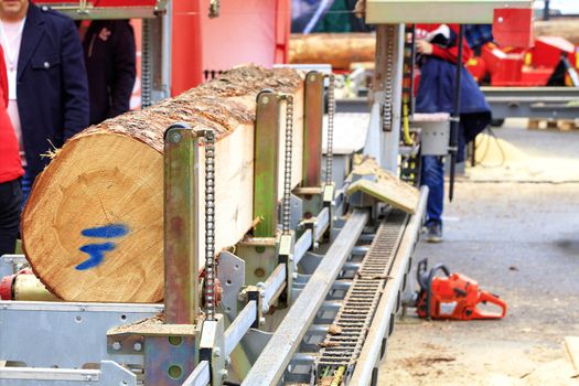 Woodworking, lumber, a large pine log is fixed on the flyover of a modern automatic sawmill.