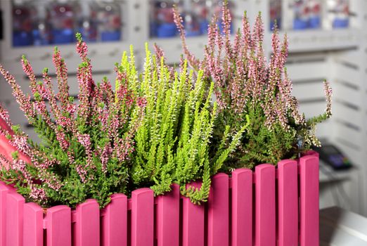 Blooming white and pink heather flowers that grows in a pink decorative flower pot in the form of a pink fence.