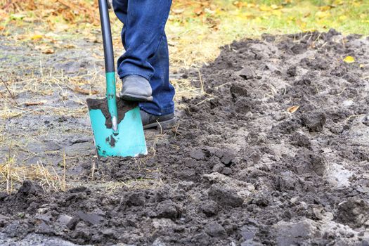 A farmer with a shovel digs the ground and removes the weeds from the beds in the fall day against the background of fallen yellow leaves.