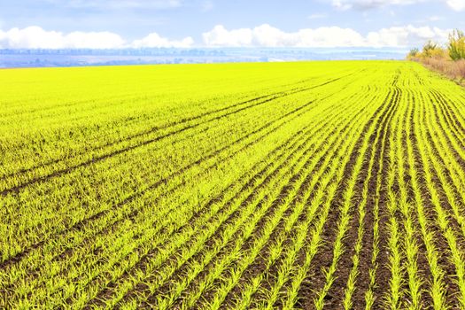 Sprouts of winter wheat sprouted in an endless field in smooth light green rows.