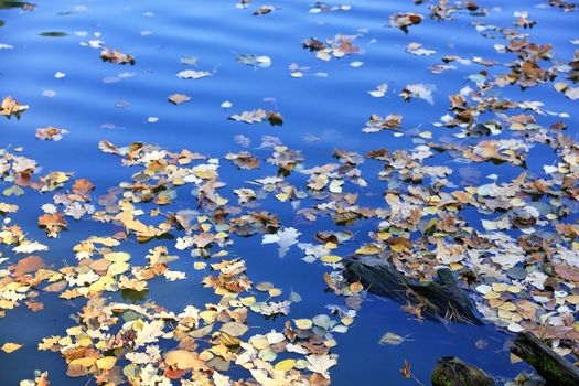 Fallen yellow leaves float on the blue surface of the lake in the water. Autumn season in October and November.