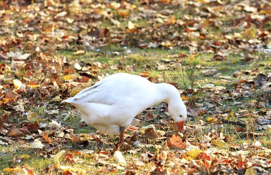 White goose grazes in a clearing among the fallen leaves in the autumn garden in the sunlight closeup.