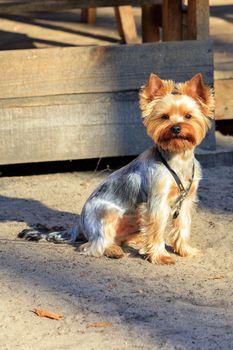 Little funny Yorkshire terrier sits in the yard in the rays of sunlight and looks around with curious eyes, vertical image with copy space.