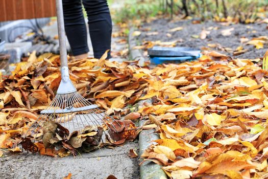 Yellow, orange, fallen cherry leaves in autumn in the autumn garden are raked with a metal rake from the path by the owner of the house, shooting at the lowest point.