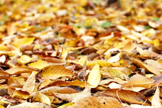 Yellow, orange, autumn fallen cherry leaves in the autumn garden and a blurry background in sunny weather - focus in the foreground, selective focus, shooting at the lowest point. Fallen golden autumn leaves close up view on ground in sunny morning light.