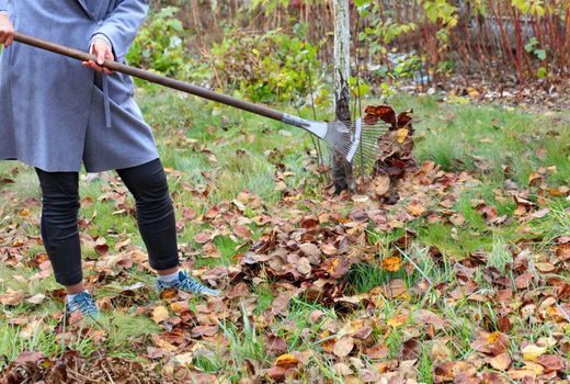 The gardener cares for the green lawn, raking the fallen brown leaves in the autumn garden with a metal rake, image with copy space.