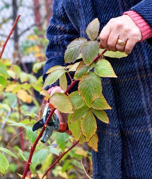 Gardener using a garden pruner cuts and rejuvenates a raspberry bush in an autumn garden for a good harvest next year, image vertical with copy space.