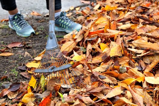 Yellow, orange, fallen leaves in autumn in the autumn garden gardener is raking a bunch with a metal rake, focus at the lowest point with copy space.