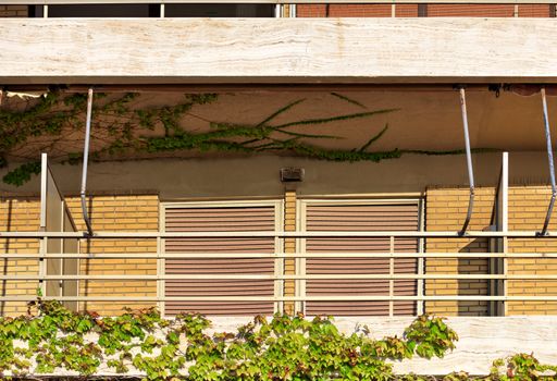 Wild grapes climb along the wooden parapet of the exterior balcony of the house against the backdrop of windows closed with metal shutters on a bright sunny day, image with copy space.