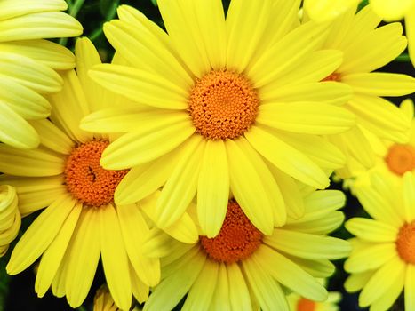 Close-up view of colorful yellow flowers in the garden.