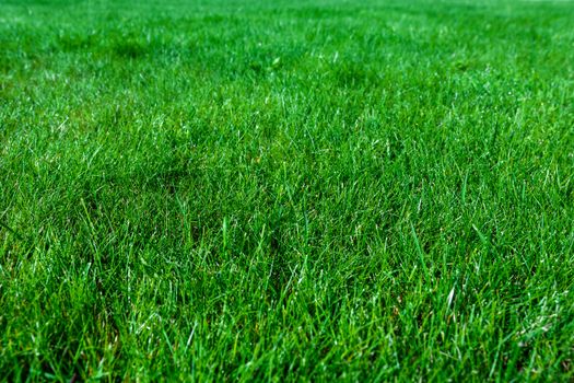 Green abstract background - natural grass lawn in close-up ( high details)