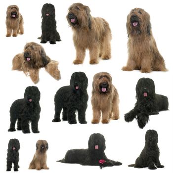 group of briard in front of white background