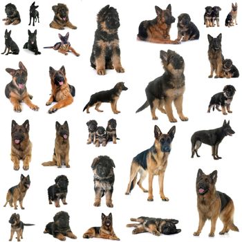 composite picture of german shepherds in front of white background