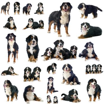 group of bernese mountain dog in front of white background
